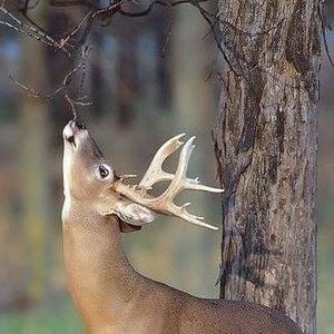 Meet your Posher, Dan